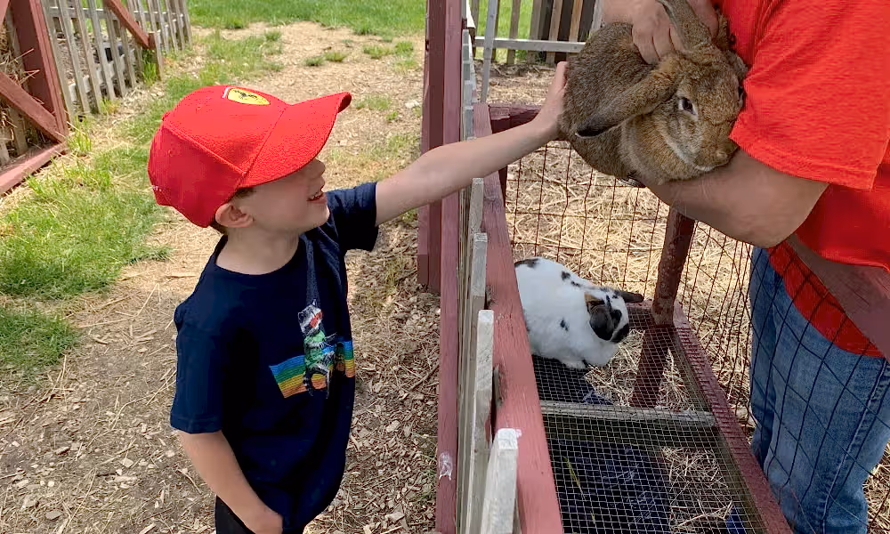 Young Child Petting Bunny